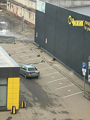 Агрессивных собак в Авдотьине должны отловить 