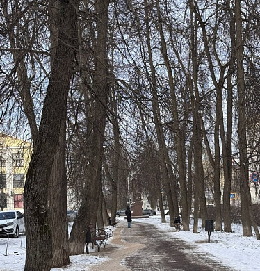  В Иванове займутся восстановлением 147-летней липовой аллеи на Садовой 