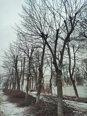  В Иванове обрезают аллею, высаженную по наказу Бурылина 