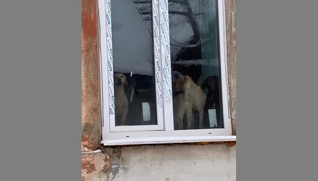 Хозяйка «собачьего концлагеря» в Шуе переехала в квартиру вместе со всеми питомцами