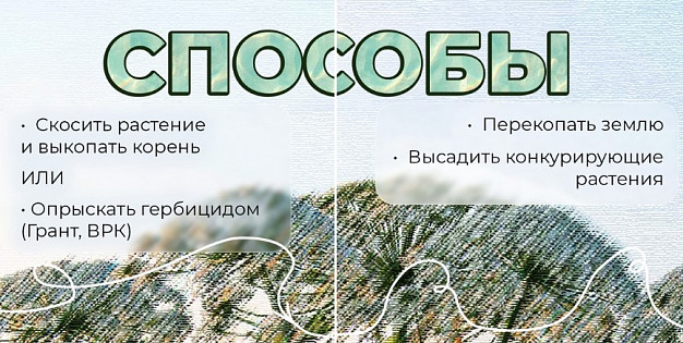В Ивановской области продолжается борьба с борщевиком