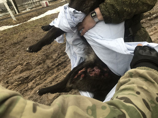 В Ивановской области изрешеченная пулями собака приползла за помощью в воинскую часть