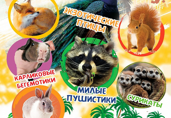 На передвижной зоовыставке в Иванове нарушались права животных