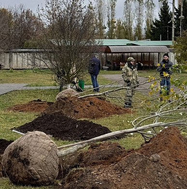 В Иванове посадят деревья в память об участниках Великой Отечественной войны 