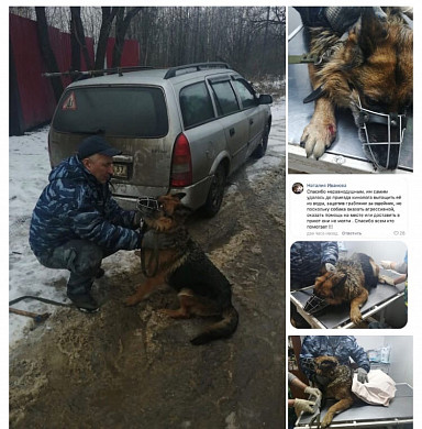 Провалившаяся два года назад в ледяную воду овчарка все еще ждет своего человека