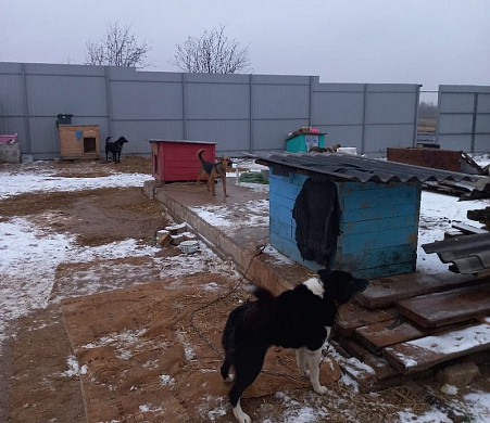 Шуйский приют «Хвостики» обживается на новом месте