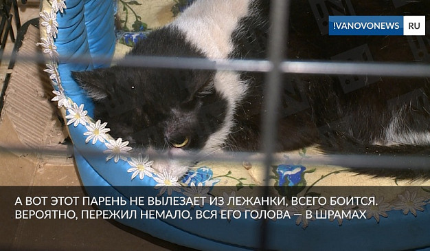Некоторые привезенные из Мариуполя в Иваново кошки так и не нашли новых хозяев и дом