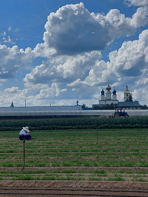  Николо-Шартомский монастырь просит помочь с прополкой моркови и свеклы 