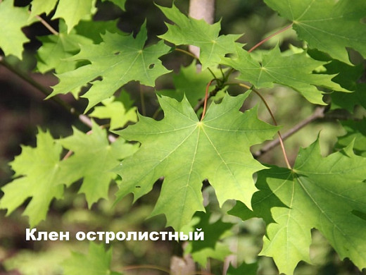  Ивановцам предлагают выбрать деревья для городских улиц 