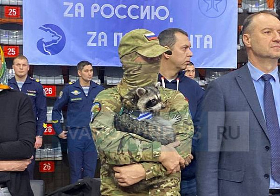  Легендарный енот Херсон приехал в Иваново на кубок ВДВ по самбо 