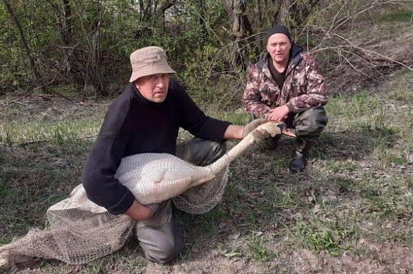  В Ивановской области спасли краснокнижного лебедя 
