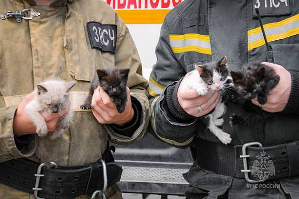  У ивановских пожарных несколько часов гостил леопард 