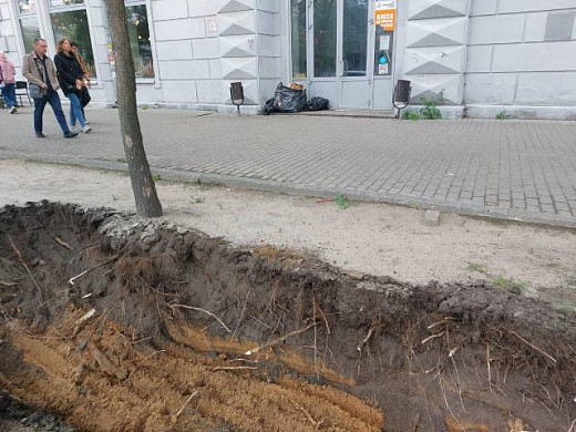 При установке бордюра на пр. Ленина страдают деревья