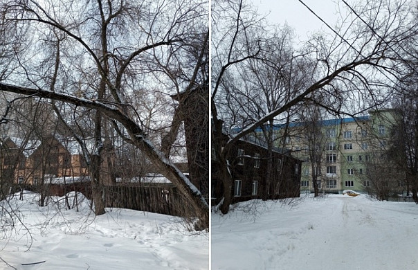 В Иванове дерево упало на провода
