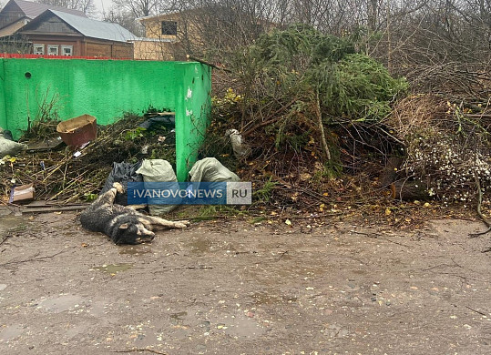 В Иванове ищут хозяев жестоко убитой хаски