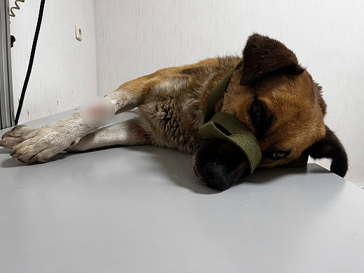 Ивановский приют спасает собаку с ушибленной лапой и ссадинами