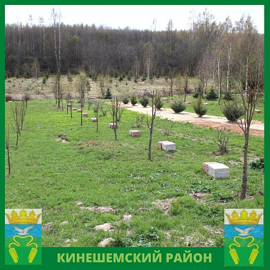 900 деревьев высадил житель Кинешемского района в память о блокаде Ленинграда