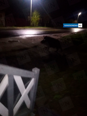 В Лухе всю ночь ловили кабана