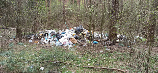 В Ивановской области в лесу обнаружили страшного зайца-гиганта