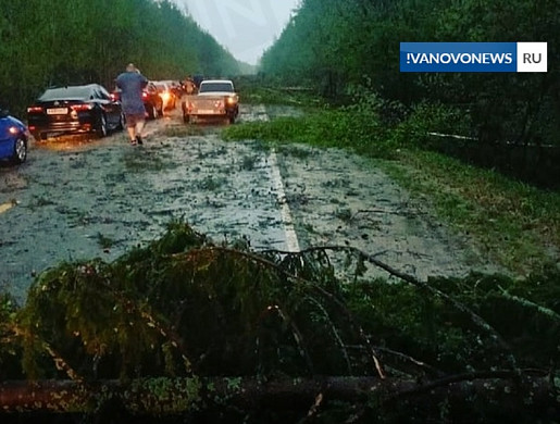 Ураган повредил 1300 га леса в двух районах Ивановской области
