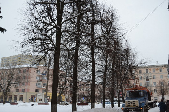  В Иванове до 15 февраля обрежут 50 деревьев