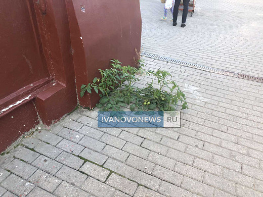 В центре Иванова из тротуарной плитки выросли помидоры