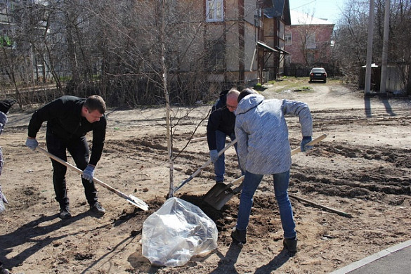 В Педагогическом сквере Иванова высадили 30 берез и кленов