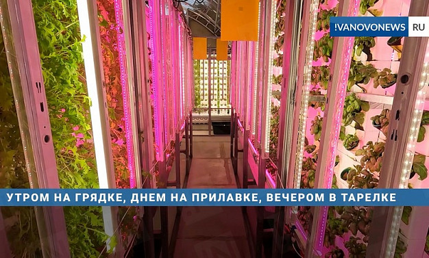 В Ивановской области фермер выращивает салаты в воздухе без почвы