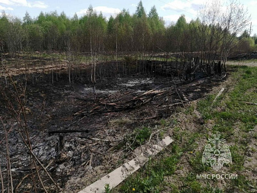 В Ивановской области лесной пожар уничтожил посадку молодых сосенок