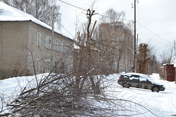 Ивановские энергетики снесут 20 деревьев 