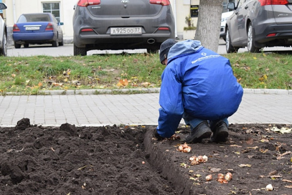 В Иванове осенью высадят более 80 тысяч голландских тюльпанов