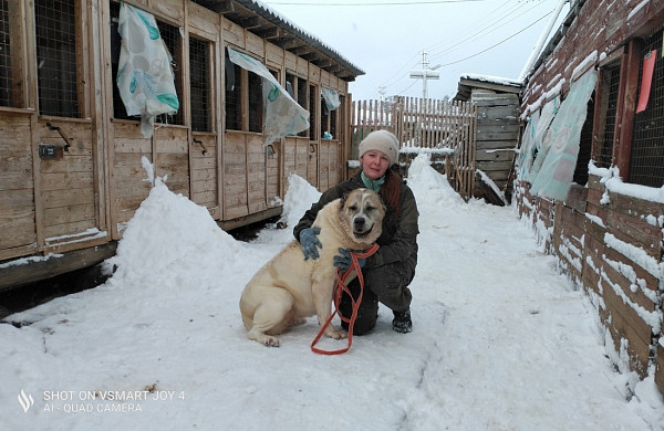 Алабая Зуму из ивановского приюта ЗОО-37 увезли в Германию