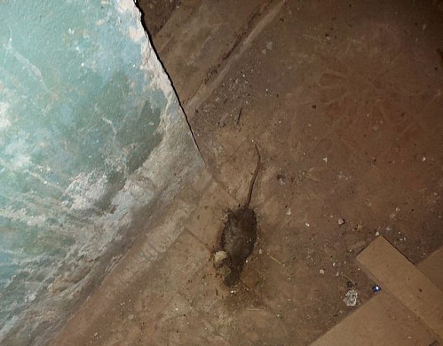 В подвале ивановской многоэтажки крысы нападают на сантехников