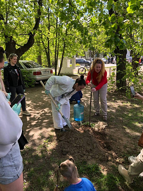 На улице Фролова в Иванове восстанавливают памятник природы - липовую аллею