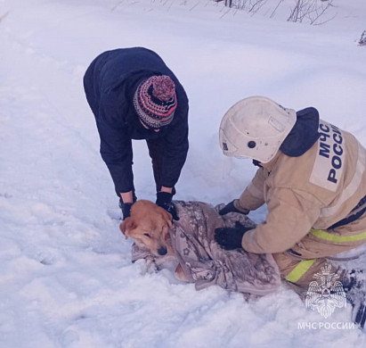 В Пестяках пожарные спасли провалившуюся под лед собаку