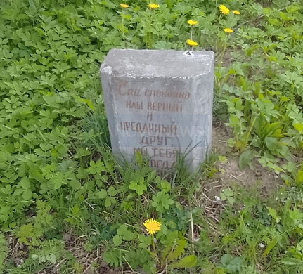 В Иванове обнаружили кладбище домашних животных