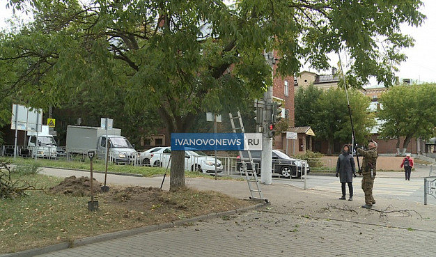 В Иванове кронировали единственное в городе дерево черного жемчуга