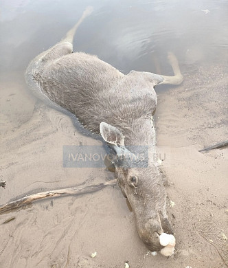  Труп утонувшего в Юрьевце лосенка до сих пор лежит в воде 
