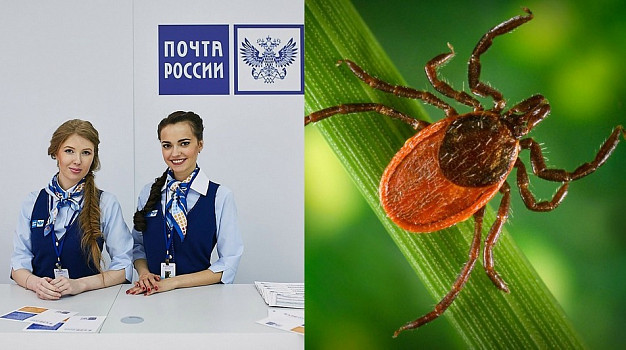 В Ивановской области помогать пострадавшим от клещей будет «Почта России»