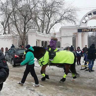 В Иванове лошадники незаконно привлекают к работе детей