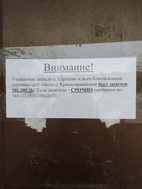 Вблизи села Сергеево обнаружили семейство медведей