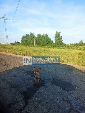 В Ильинском районе семейка лис останавливает машины и клянчит еду