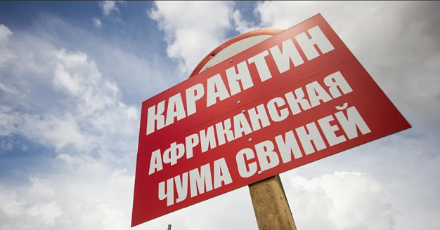  В Ивановской области отменили один карантин по африканской чуме свиней 