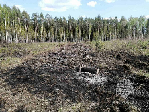 В Ивановской области лесной пожар уничтожил посадку молодых сосенок