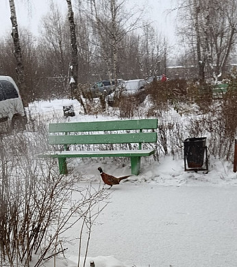  По Шуе разбрелись фазаны 