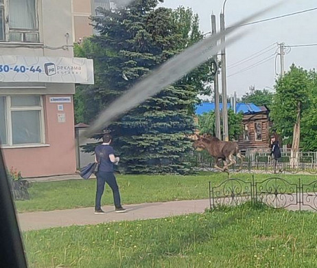  В Иванове по центру города бегает лось 