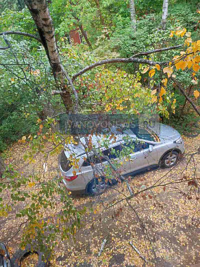  В Иванове жителям пришлось за свой счет убирать с автомобиля рухнувшее дерево 