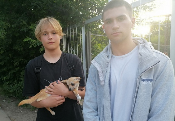 В Ивановской области пропавшую чихуахуа нашли спустя 42 дня 