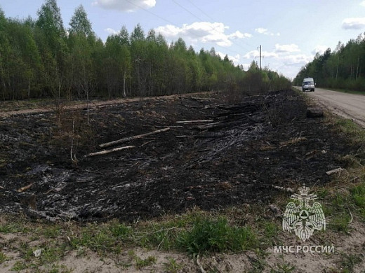 В Ивановской области лесной пожар уничтожил посадку молодых сосенок