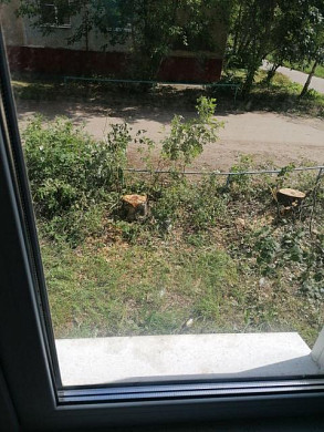 Пока женщина была на даче, во дворе ее дома спилили деревья
